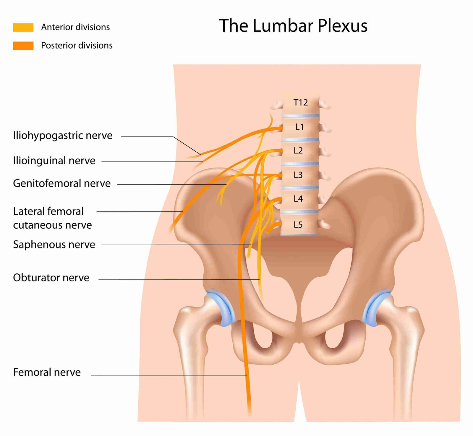 Labeled anatomical diagram of the lumbar plexus nerves from T12 to L5 and the femoral nerve.