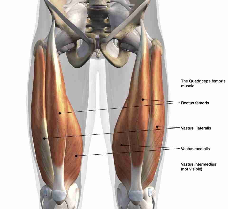 3D anatomical illustration labeling the rectus femoris, vastus lateralis, and vastus medialis muscles of the quadriceps.